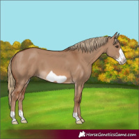 Horse Color:Red Dun Frame