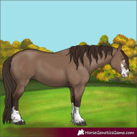 Horse Color:Liver Red Dun Sabino Tobiano