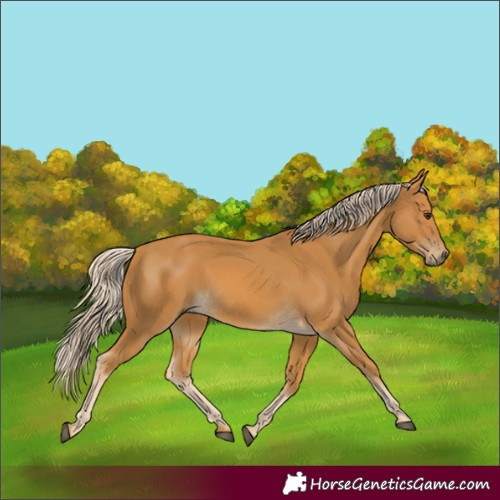Horse Color:Palomino