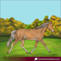 Horse Color:Palomino 