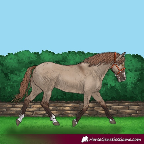 Horse Color:Liver Red Dun Sabino Rabicano