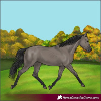 Horse Color:Grullo Rabicano 