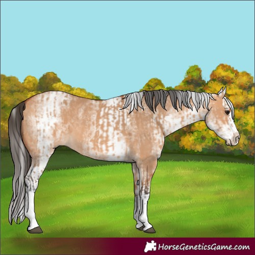 Horse Color:White Spotted Bay Dun Rabicano and White Spotted Bay Dun Splash Rabicano