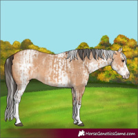 Horse Color:White Spotted Bay Dun Rabicano  and White Spotted Bay Dun Splash Rabicano 