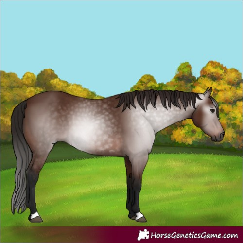 Horse Color:Gray Bay 