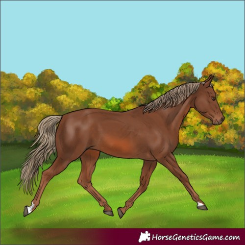 Horse Color:Chestnut 