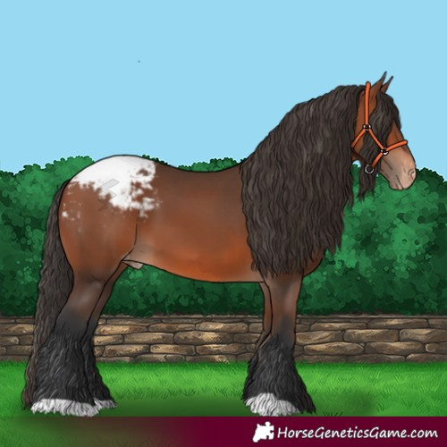 Horse Color:Bay Appaloosa 