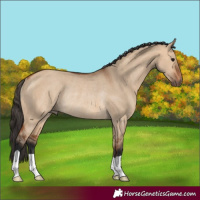 Horse Color:Bay Dun Rabicano 
