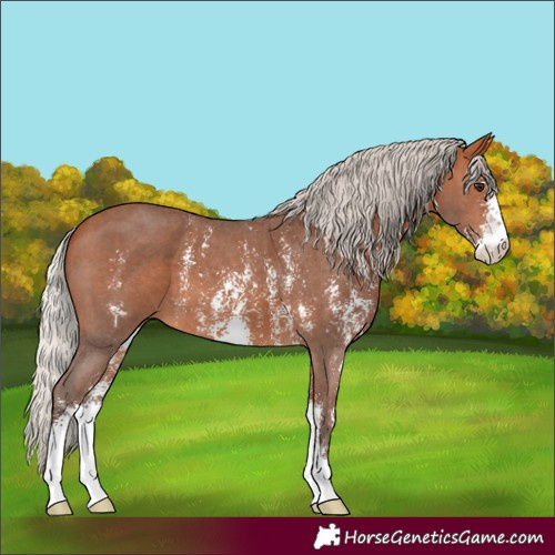 Horse Color:Silver Bay Sabino 