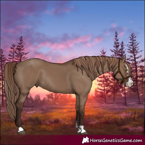 Horse Color:Liver Red Dun Sabino Rabicano 