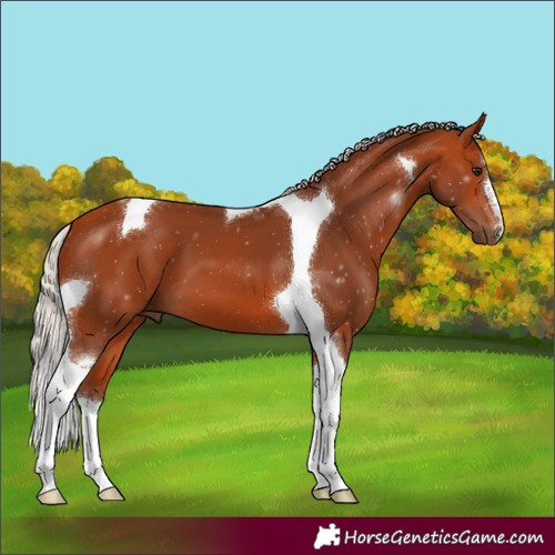 Horse Color:Silver Bay Tobiano 