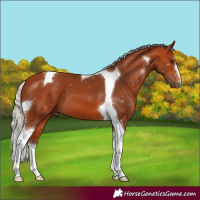 Horse Color:Silver Bay Tobiano