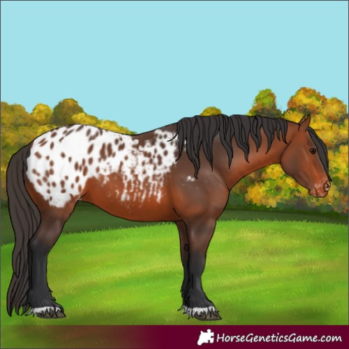 Horse Color:Bay Appaloosa 