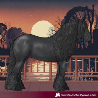 Horse Color:Black 