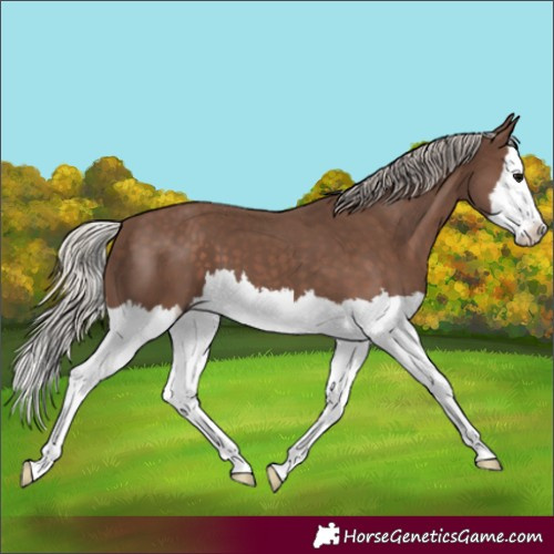 Horse Color:Silver Black Splash