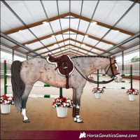 Horse Color:Bay Roan Splash