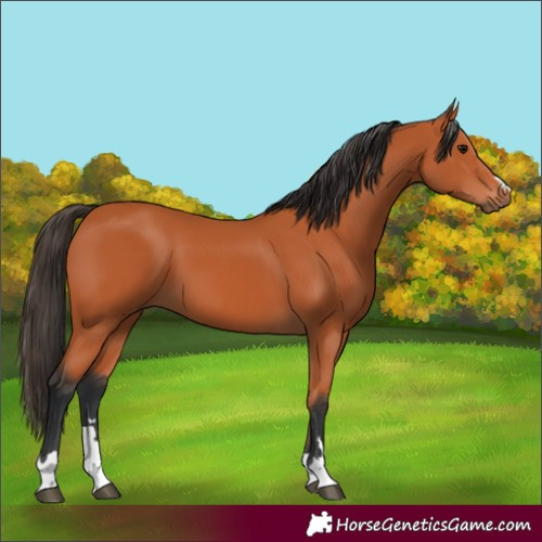 Horse Color:Bay 