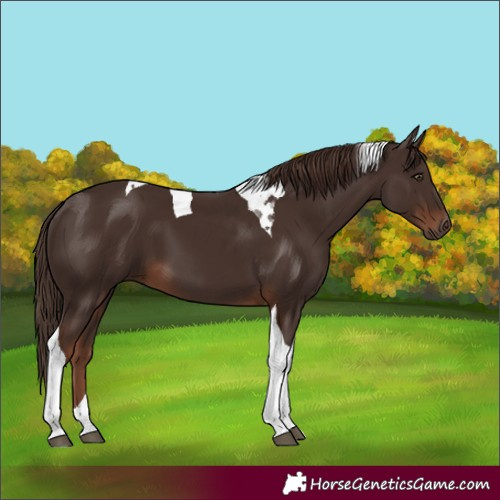 Horse Color:Liver Chestnut Tobiano 