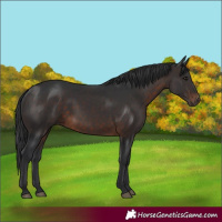 Horse Color:Brown 