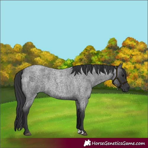 Horse Color:Blue Roan 