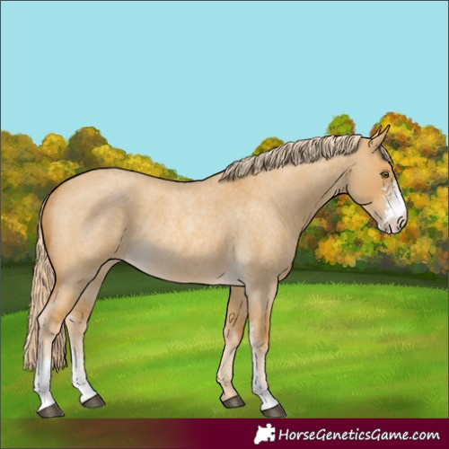 Horse Color:Palomino Roan Dun Sabino Rabicano
