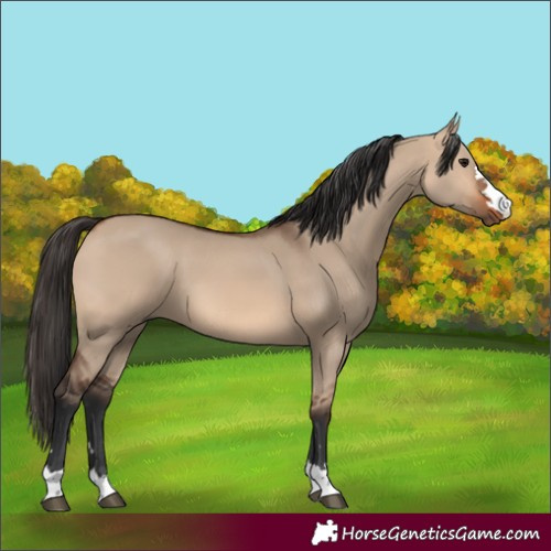 Horse Color:Bay Dun