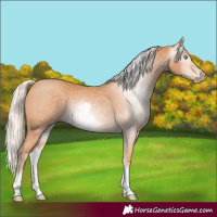 Horse Color:Gray White Spotted Cremello 