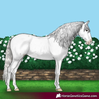 Horse Color:Silver Black Snowcap