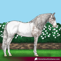 Horse Color:Silver Black Appaloosa 