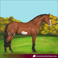 Horse Color:Bay Frame 