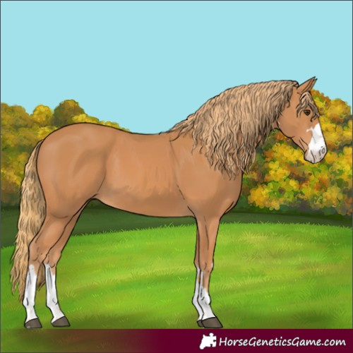 Horse Color:Chestnut 