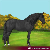 Horse Color:Black 
