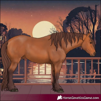 Horse Color:Chocolate Bay 