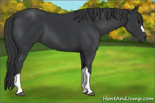 Horse Color:Black 
