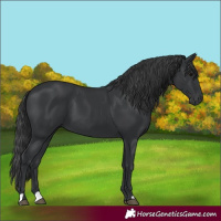Horse Color:Black 