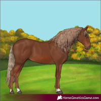 Horse Color:Chestnut 