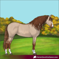 Horse Color:Red Dun 