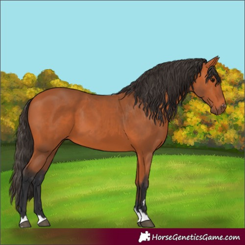 Horse Color:Bay 