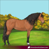 Horse Color:Bay 