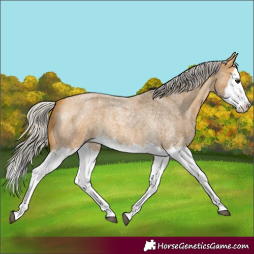 Horse Color:Silver Buckskin Roan Splash