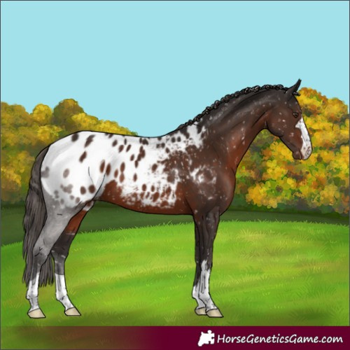 Horse Color:Liver Chestnut Appaloosa 