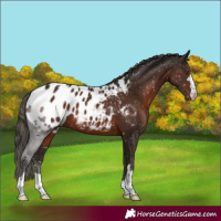 Horse Color:Liver Chestnut Appaloosa 