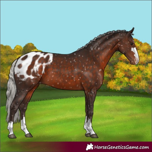 Horse Color:Silver Brown Appaloosa