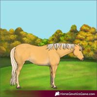 Horse Color:Palomino