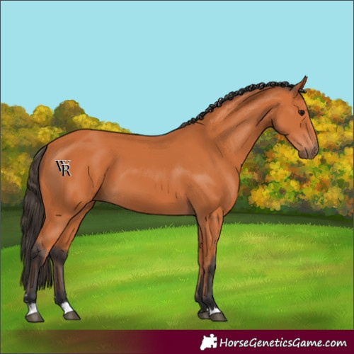 Horse Color:Bay 
