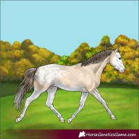 Horse Color:Buckskin Roan Splash Appaloosa 