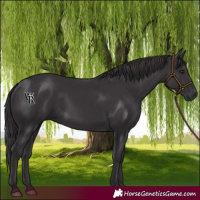 Horse Color:Smoky Black 