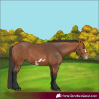 Horse Color:Bay Frame