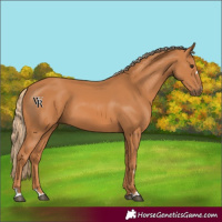 Horse Color:Chestnut 