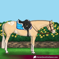 Horse Color:Palomino Appaloosa